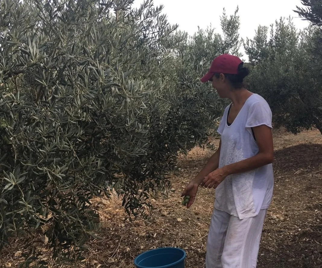 Bahçemizde elle zeytin hasadı