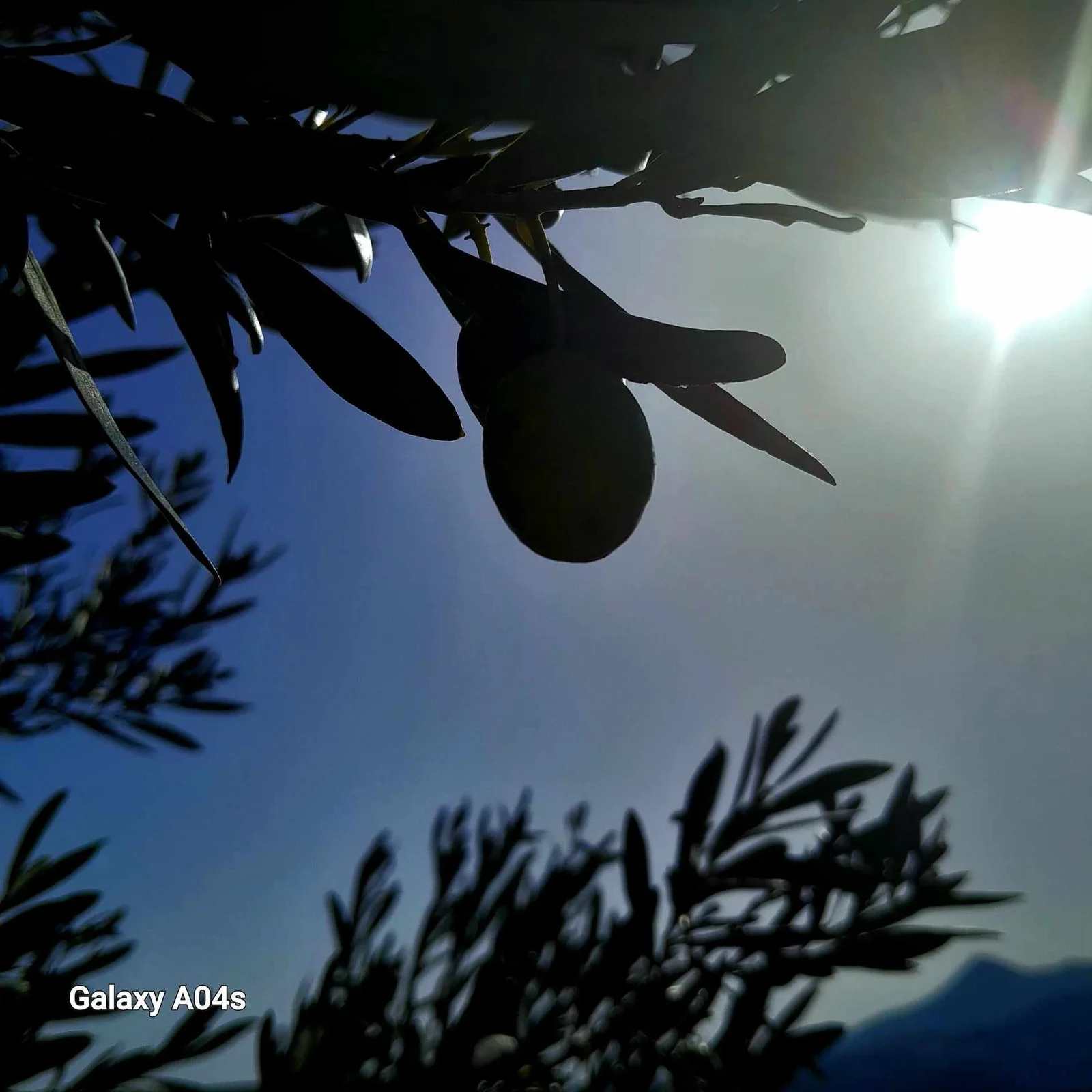Güneşe uzanan zeytin dalı