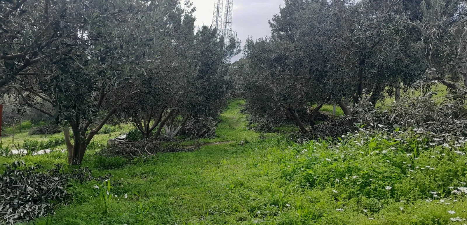 Budama sonrasında dallarla çevrelenmiş zeytin ağaçları