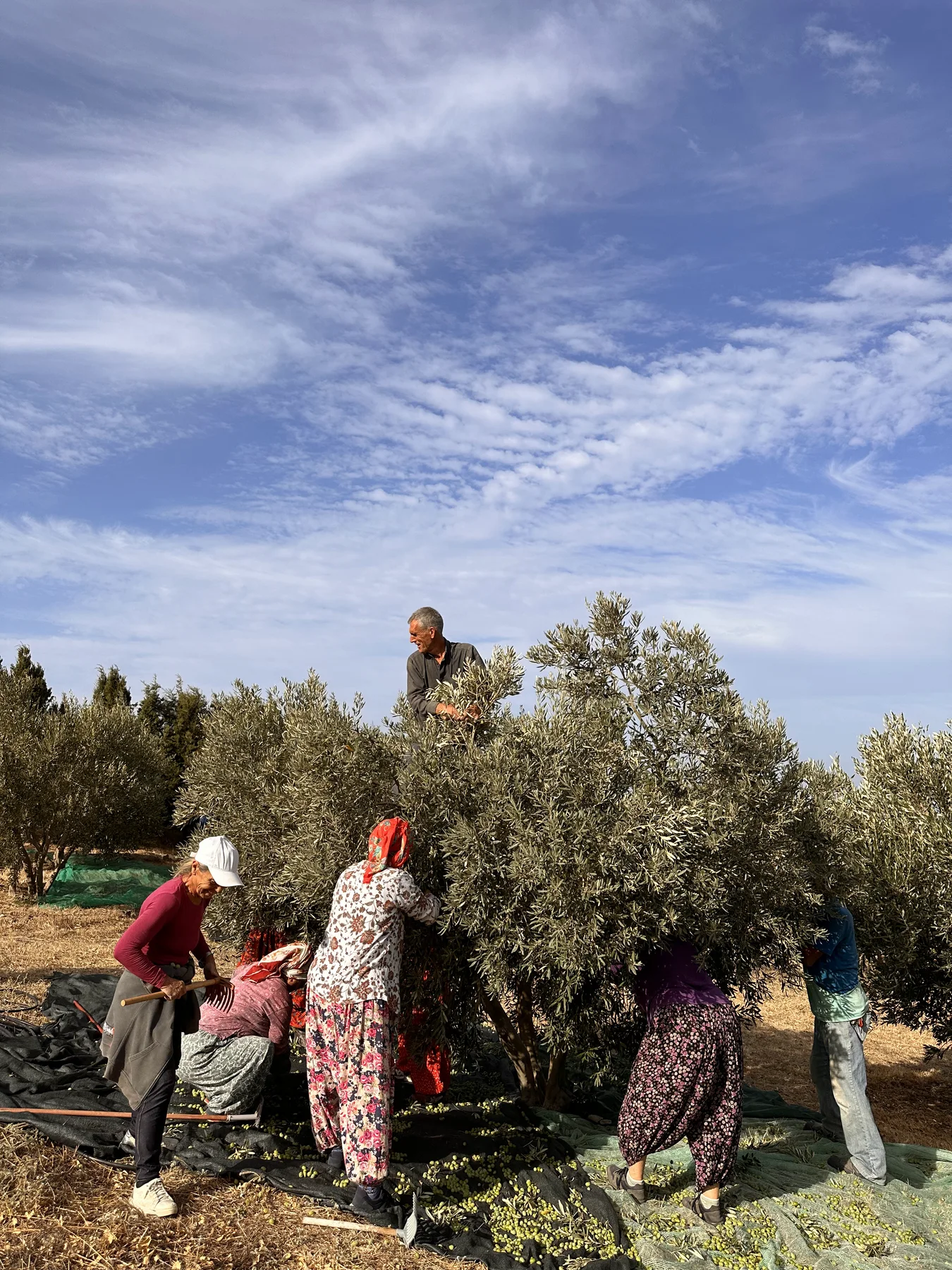 2023 zeytin hasadında birlikte çalışan bahçe ekibi